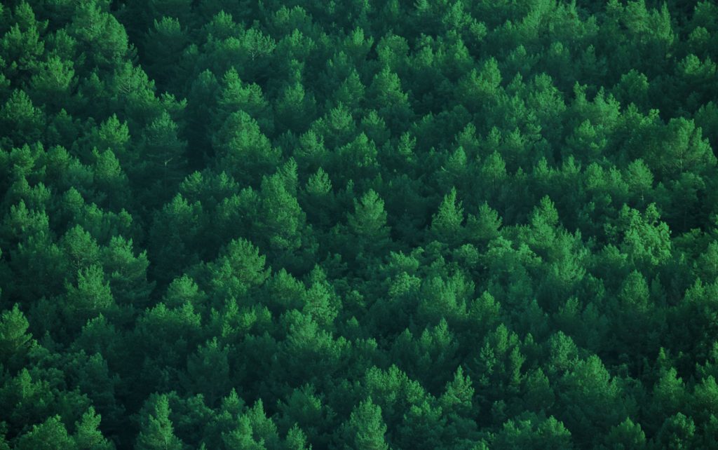 SingleTree