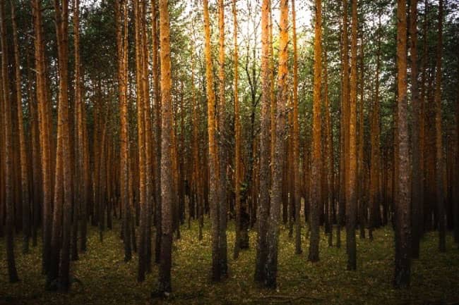 About Single Tree